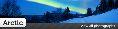 arctic