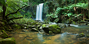 Panoramic Rainforest