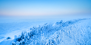 Dutch Arctic