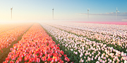 Tulips & Fog II