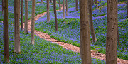 Path in Purple
