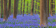 Purple Carpet
