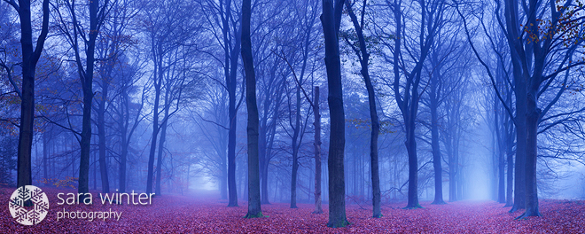 Misty Forest