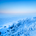 Arctic Netherlands