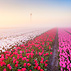 Tulips & Fog