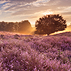 Blooming Heather