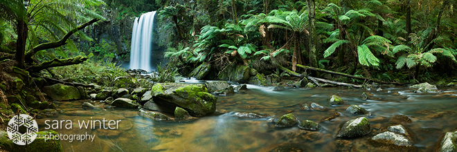 Panoramic Rainforest