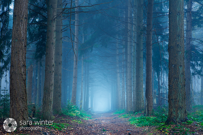 Misty Forest I