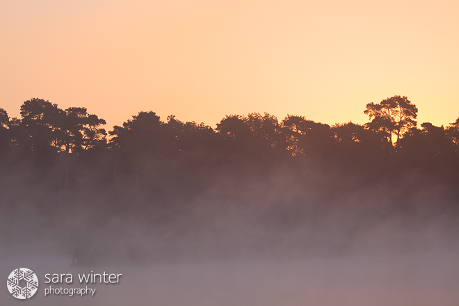 Misty Silhouettes