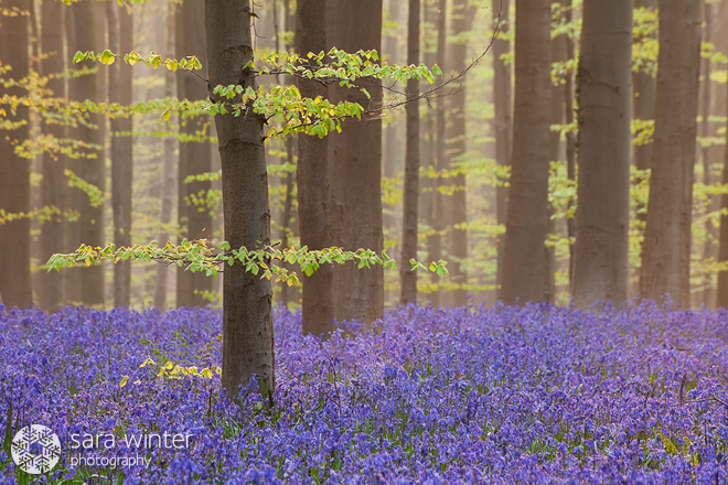 Enchanted Forest