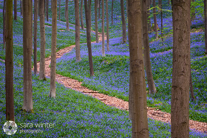 Path in Purple