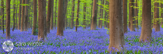 Purple Carpet