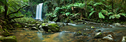 Panoramic Rainforest