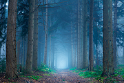 Misty Forest I