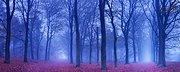 Misty Forest II