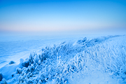 Dutch Arctic