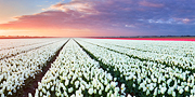Tulip Sunrise