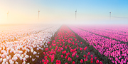 Tulips & Fog