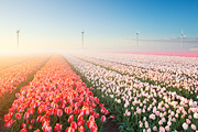 Tulips & Fog II