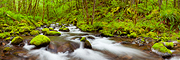 Gorton Creek