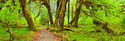 Hoh Rainforest