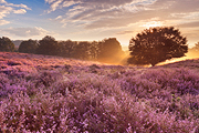 Blooming Heather