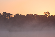 Misty Silhouettes