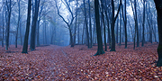 Foggy Autumn Path
