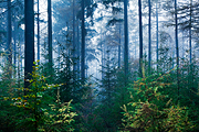 Spruce