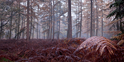 Fern Forest