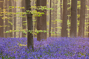 Enchanted Forest