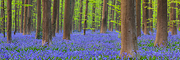 Purple Carpet
