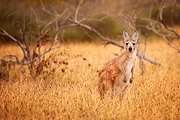 Watchful